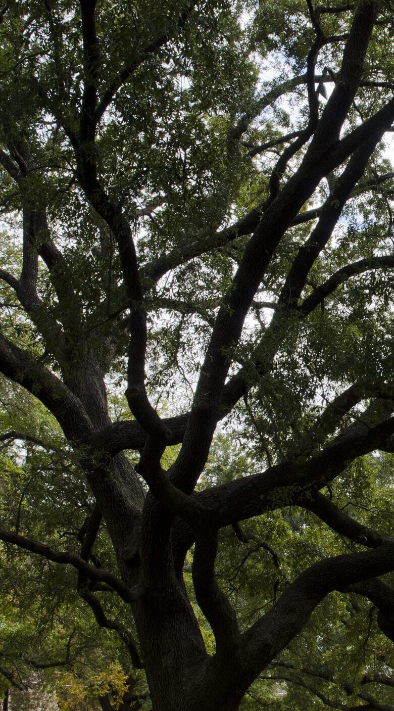 Live Oak Tree at Baylor University