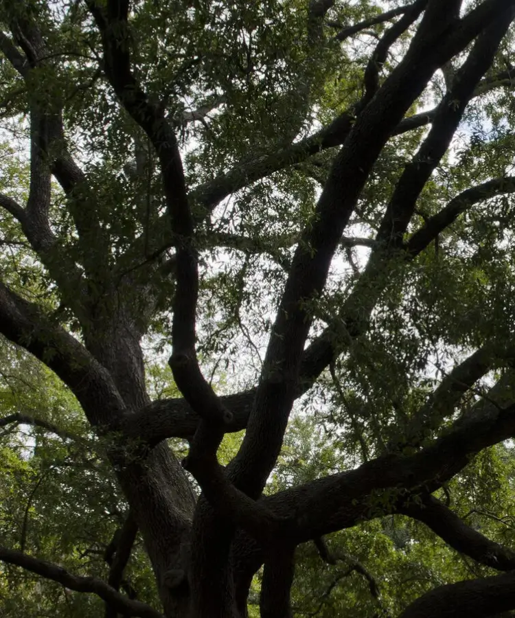 Live Oak Tree at Baylor University