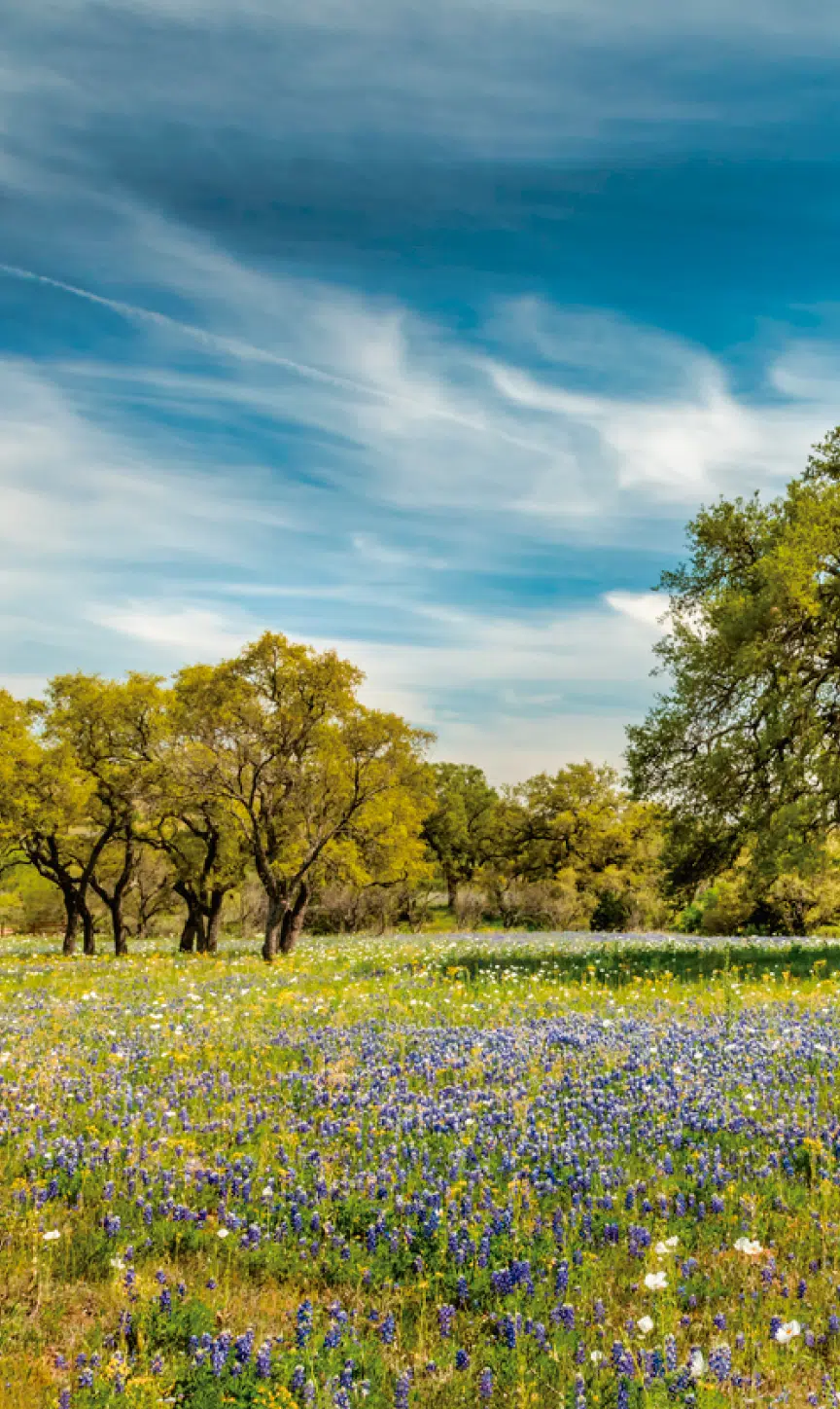 substance recovery services Houston