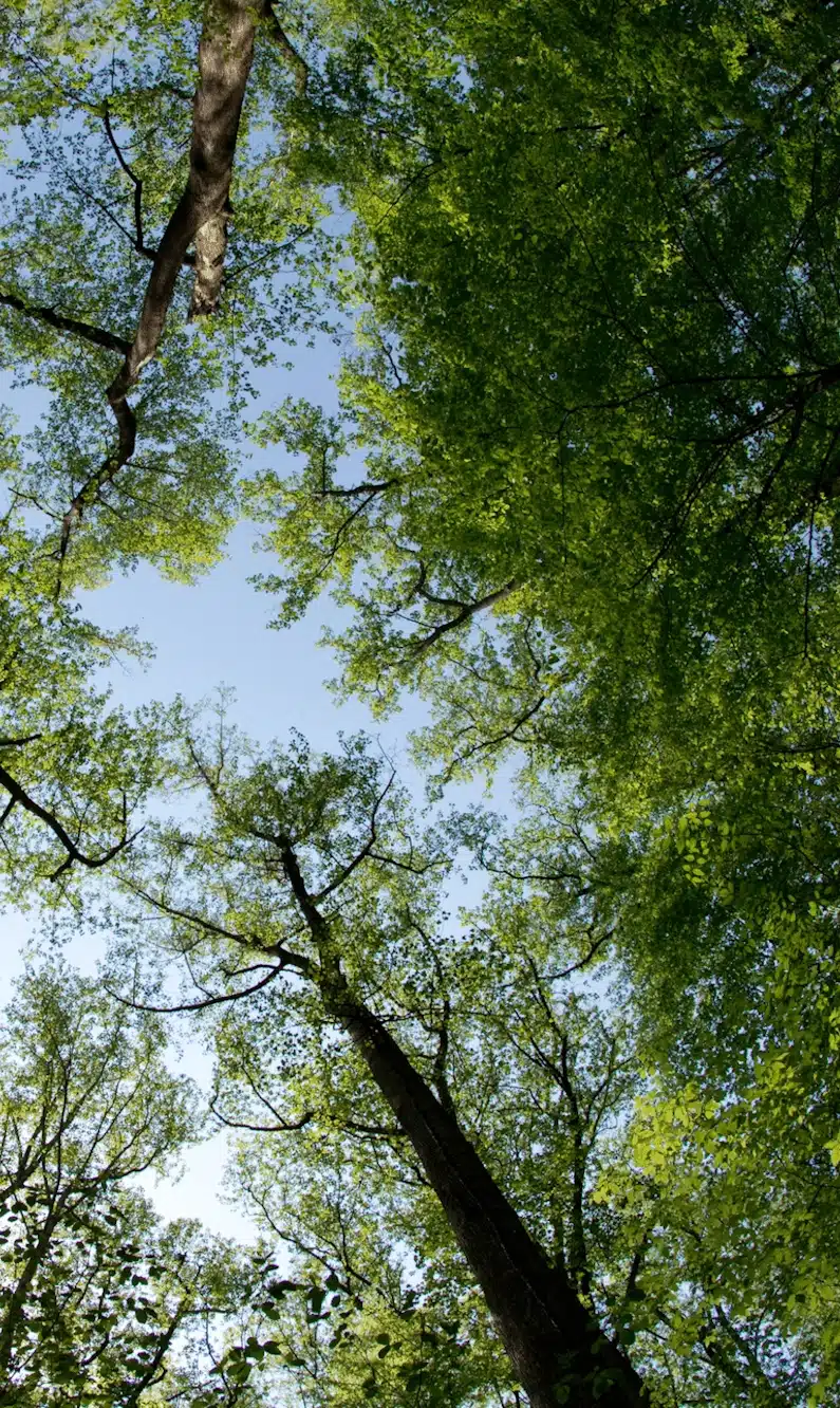 forest2